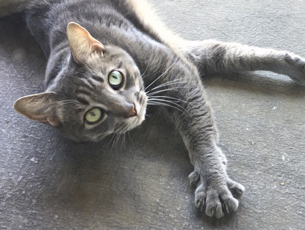 Wordless Wednesday: Derpy&nbsp;Cat!