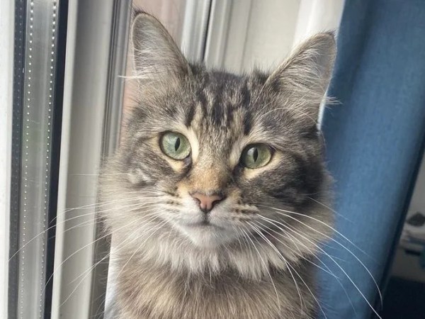 Cop Named Cat Busts Amazon  Driver Named Cat For Stealing Family’s&nbsp;Cat