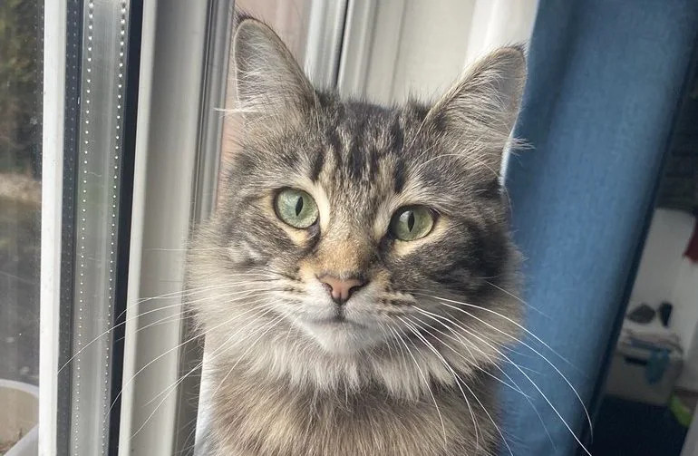 Cop Named Cat Busts Amazon  Driver Named Cat For Stealing Family’s&nbsp;Cat