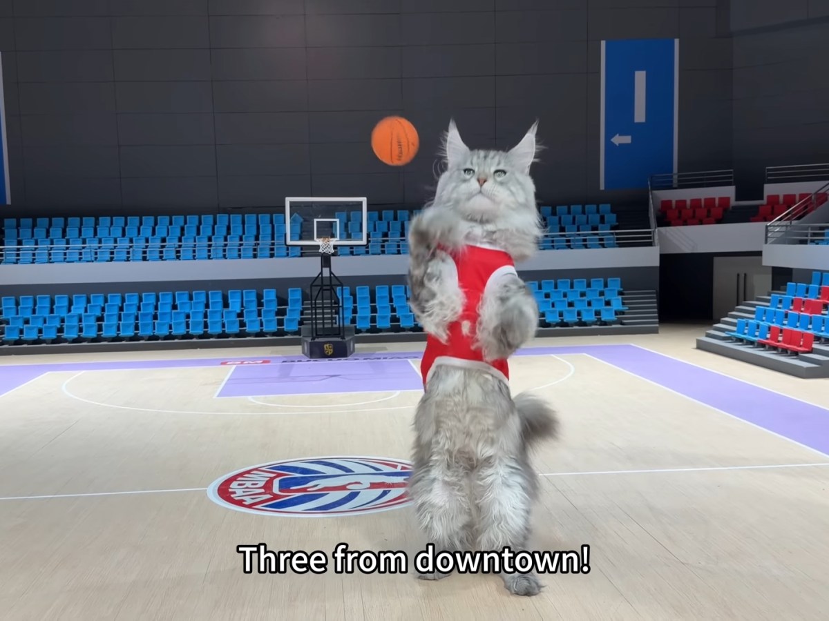 Youtuber Builds Feline Basketball Arena, Hotel After Previously Building Subway For His&nbsp;Cats