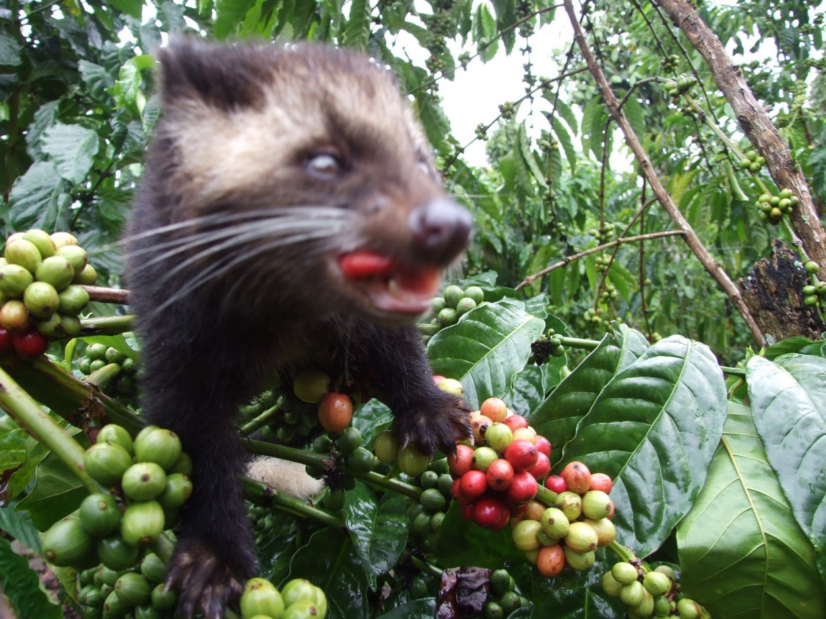 Coffee Beans Harvested From Civet Cat Poop Aren’t Just Gross, They’re&nbsp;Unethical