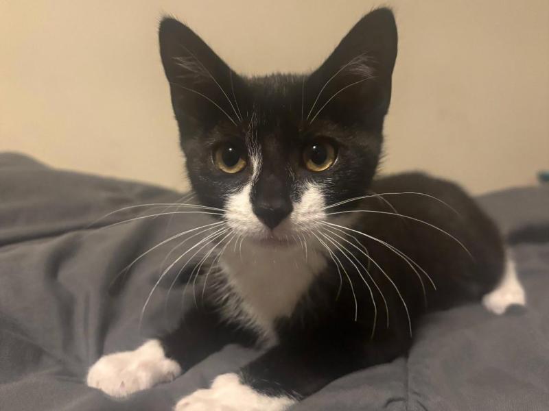 Maryland Man Tried To Use A Kitten To Rob A Bank, Cops&nbsp;Say