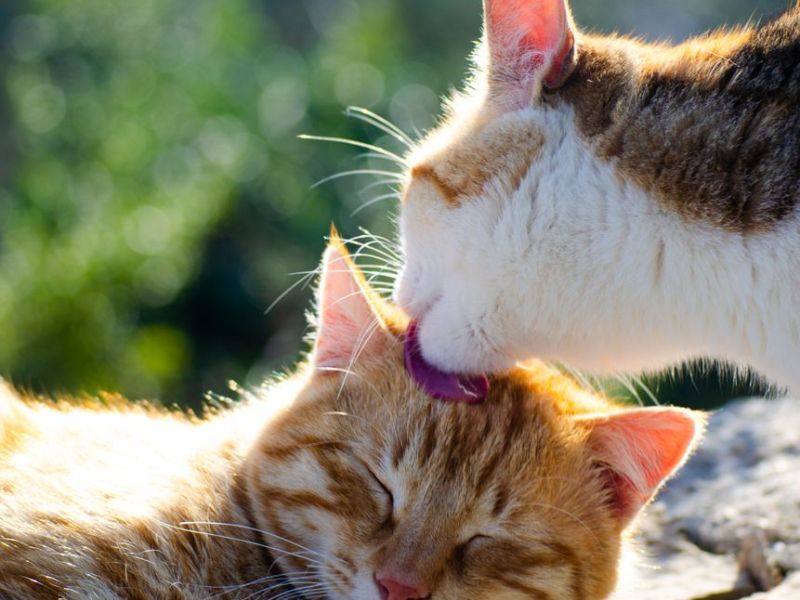 Study: Cats Have Figured Out How To Weaponize An Otherwise Friendly&nbsp;Behavior