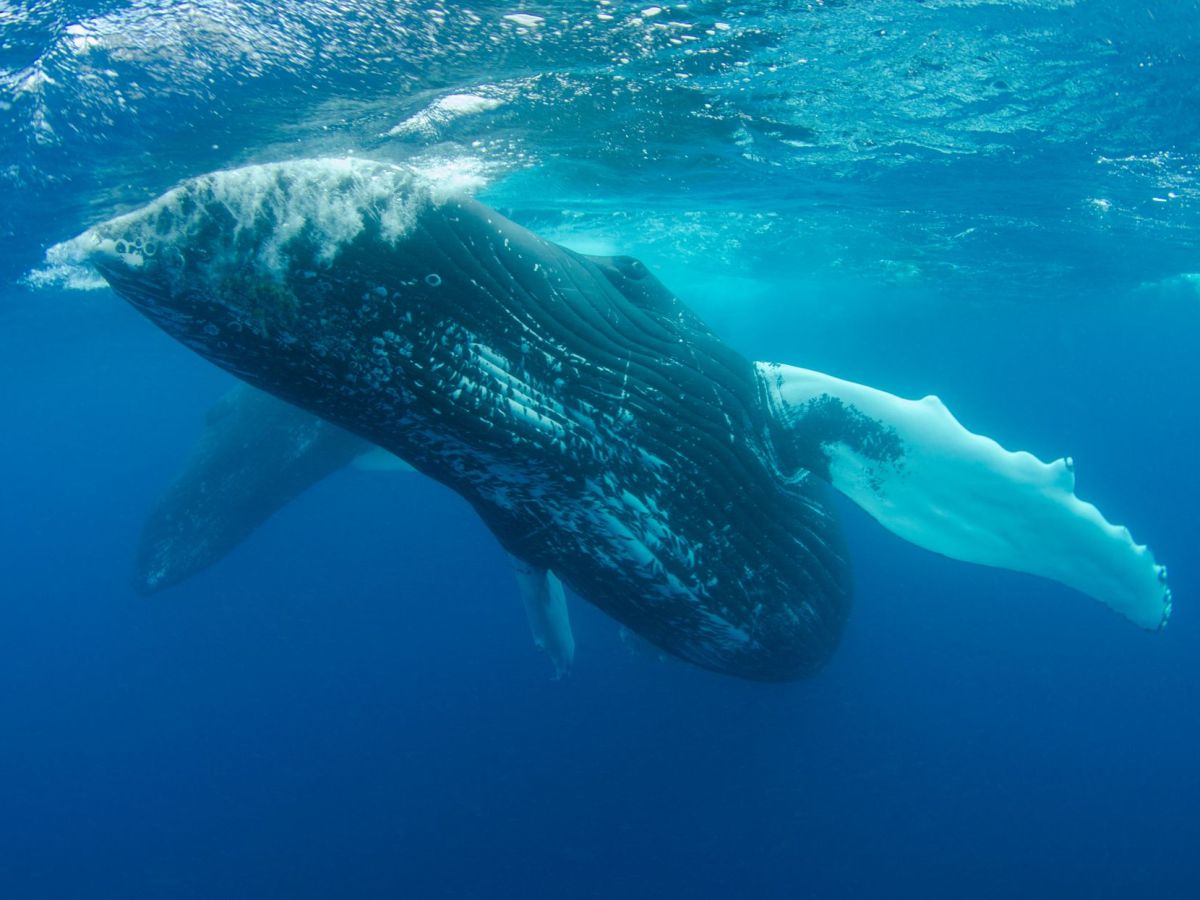 Wordless Wednesday: 300 Humpback Whales Meet For Incredible ‘Supergathering’