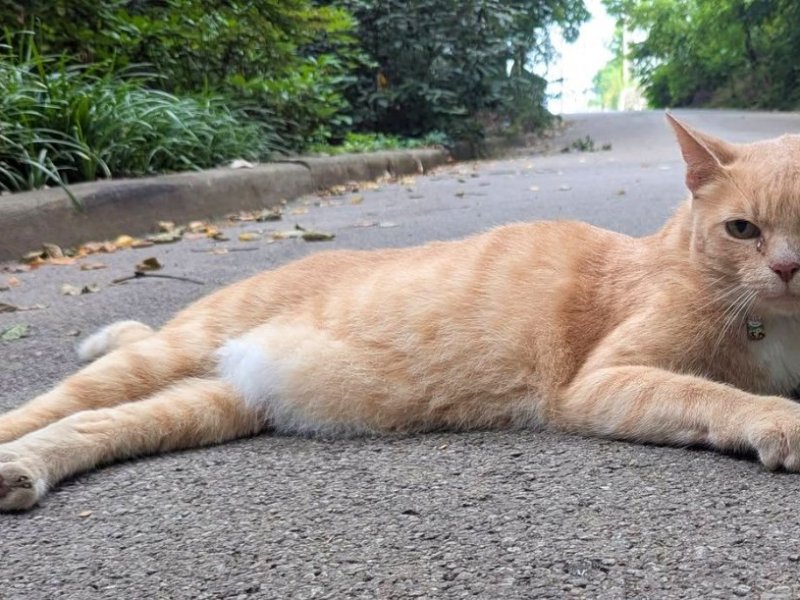 People Love This Cat So Much, They Put On A Festival In His&nbsp;Honor