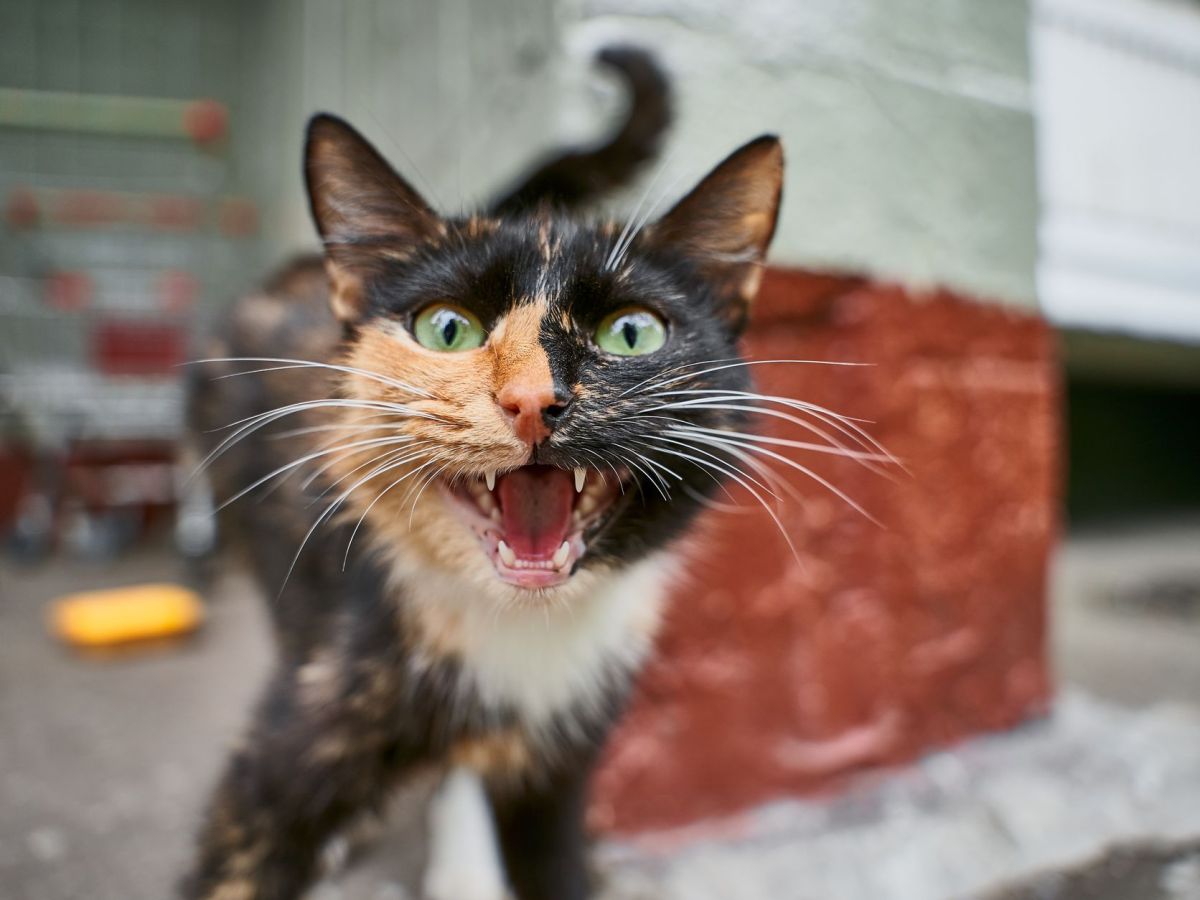 Why Pet Talking Boards, Meow Translating Collars And Apps Don’t&nbsp;Work