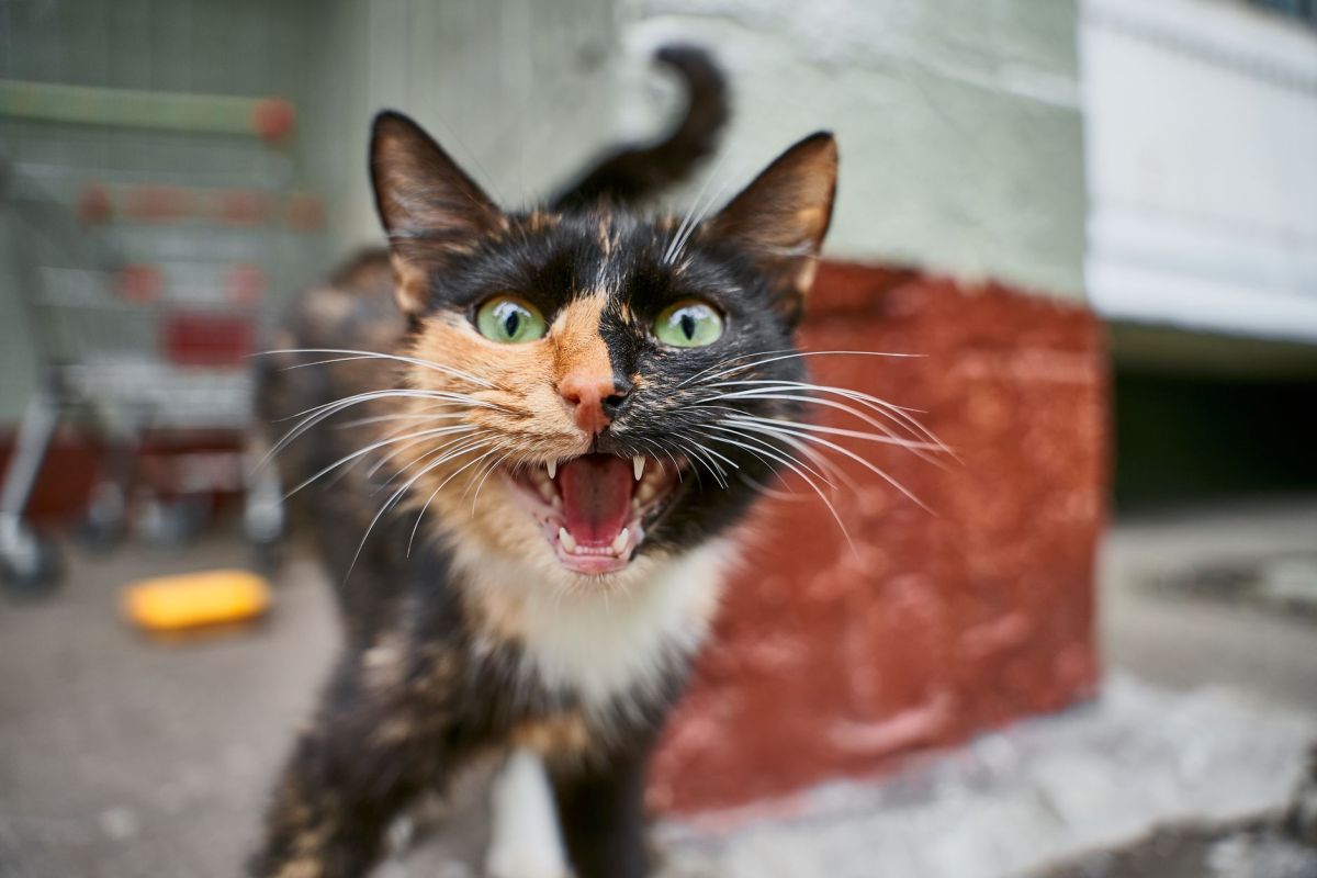 Why Pet Talking Boards, Meow Translating Collars And Apps Don’t&nbsp;Work