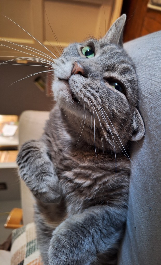 A close-up of a gray cat with striking green eyes, resting against a soft surface and looking playfully at the camera.