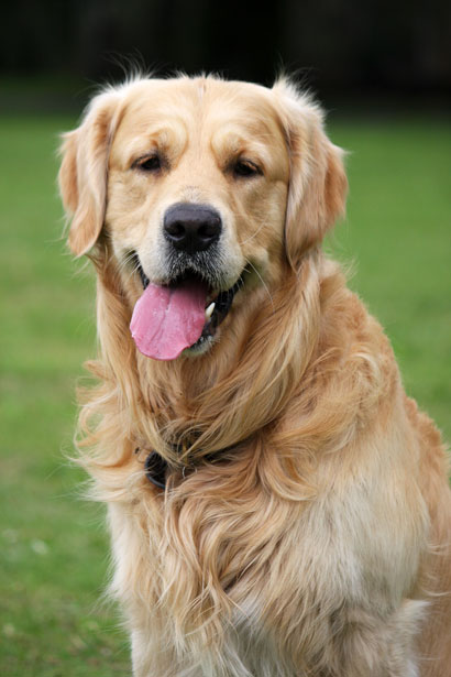 A golden retriever dog with a happy expression, standing on grass.
