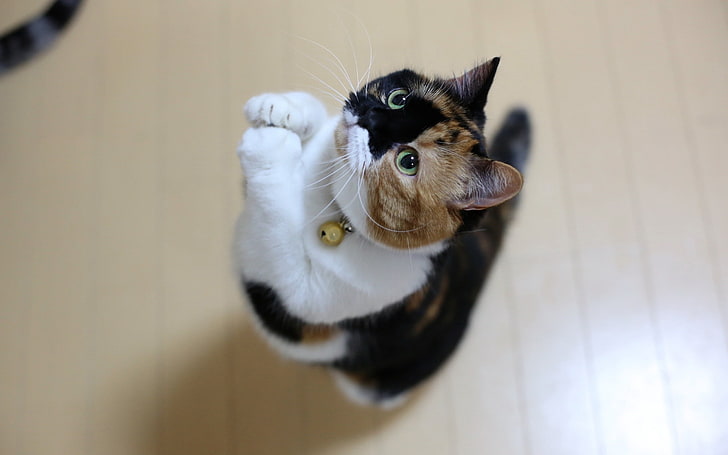 A calico cat standing on its hind legs with paws raised, looking upwards, and wearing a collar with a bell, against a light wooden floor.