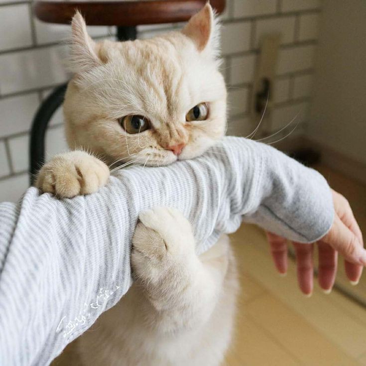 A light-colored cat playfully biting a person's sleeve while curling its paws around the arm.