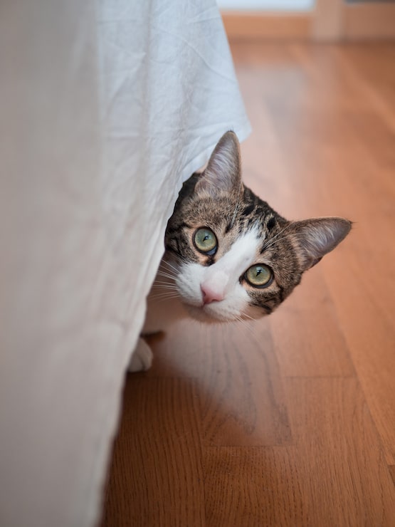 A curious cat peeking out from under a bed sheet on a wooden floor.