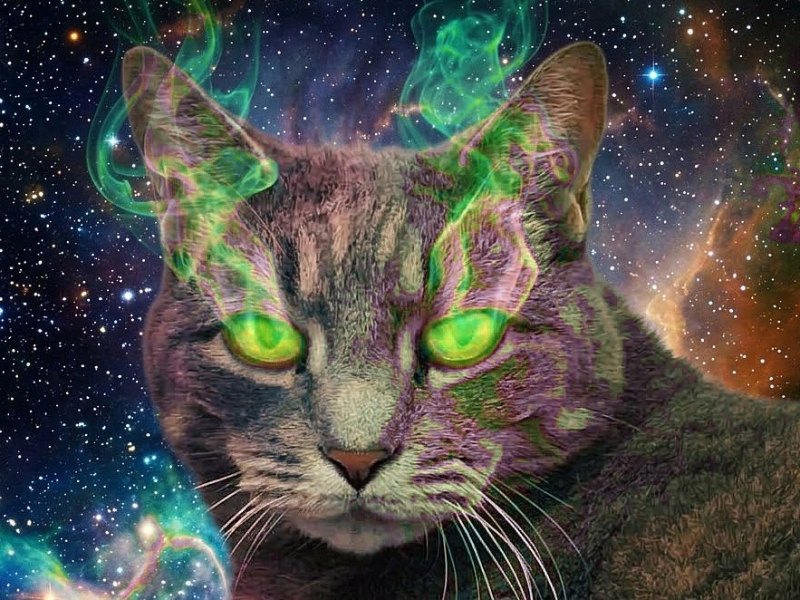 Wordless Wednesday: Buddy The Cosmic&nbsp;Tiger