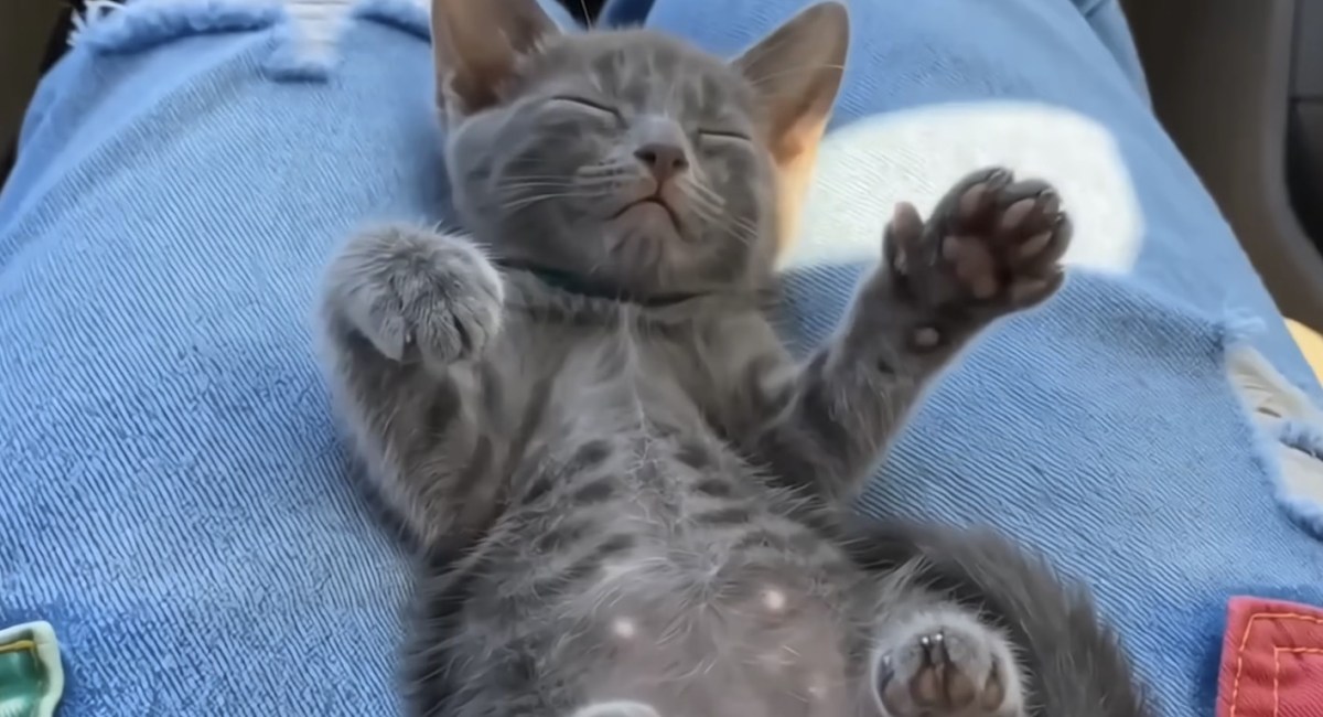 Man Rescues Adorable Kitten From Desert Road, Falls In&nbsp;Love