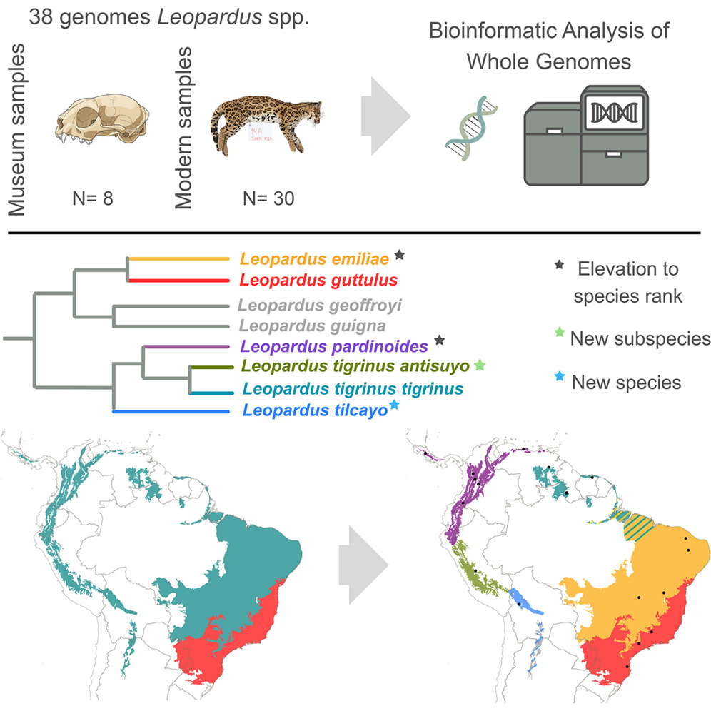 Diagram illustrating the analysis of 38 genomes from Leopardus spp. including museum and modern samples, highlighting bioinformatic methods, phylogenetic relationships, and geographic distribution.