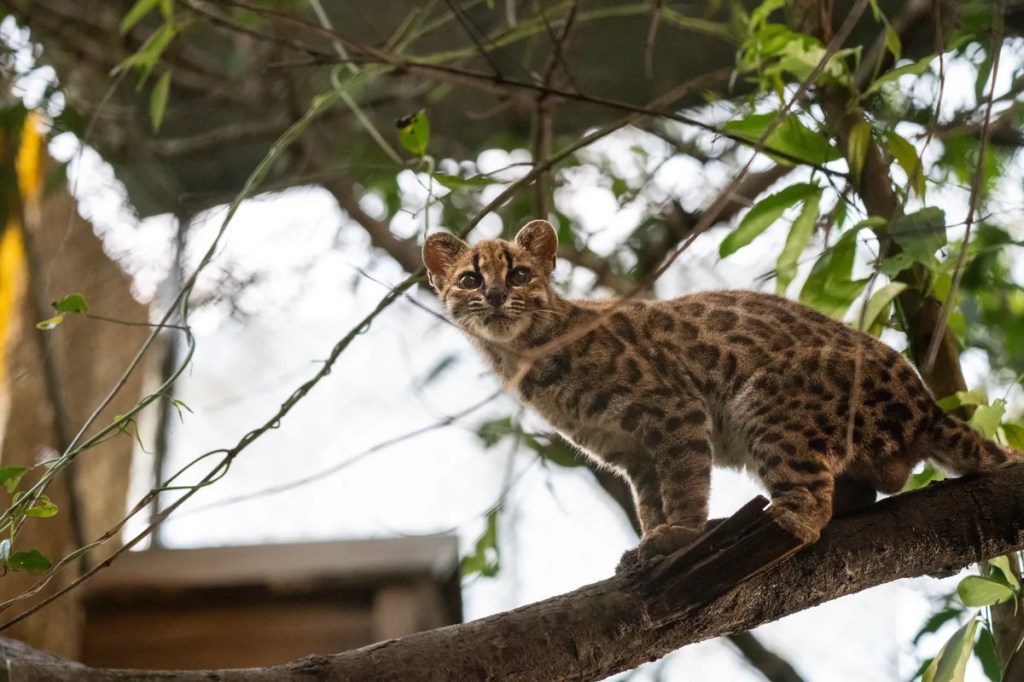 A small, spotted wildcat perched on a branch surrounded by green foliage.