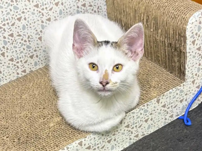 Beloved Brooklyn Bodega Cat Brought Back By ‘Borrower’ After Community&nbsp;Rallies
