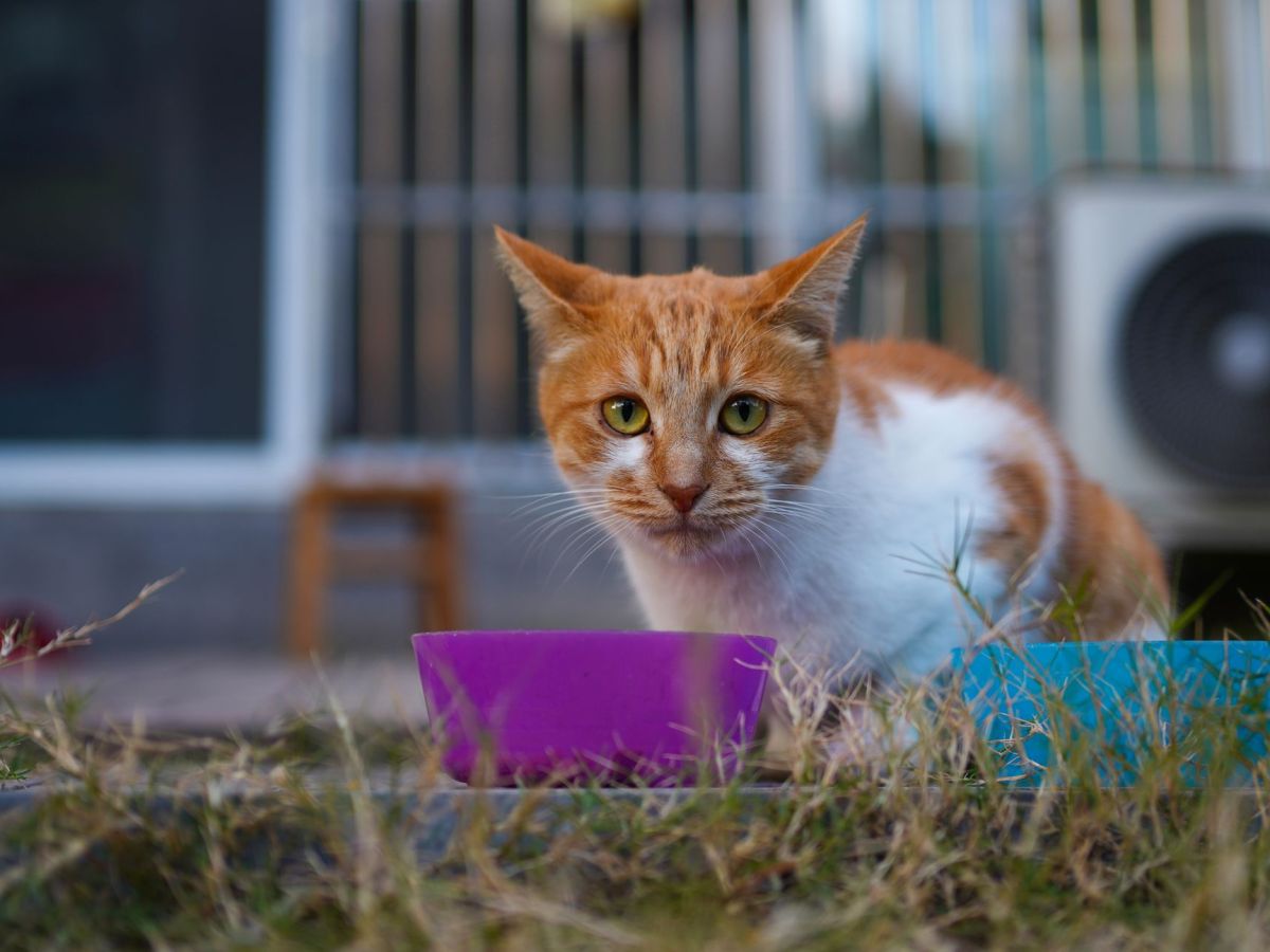 This Is What Happens When People Demonize&nbsp;Cats