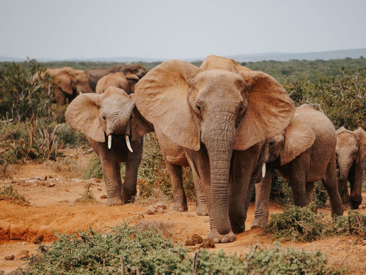 Poacher Trampled By Elephants While Trying To Shoot Rhino, South African Parks Officials&nbsp;Say