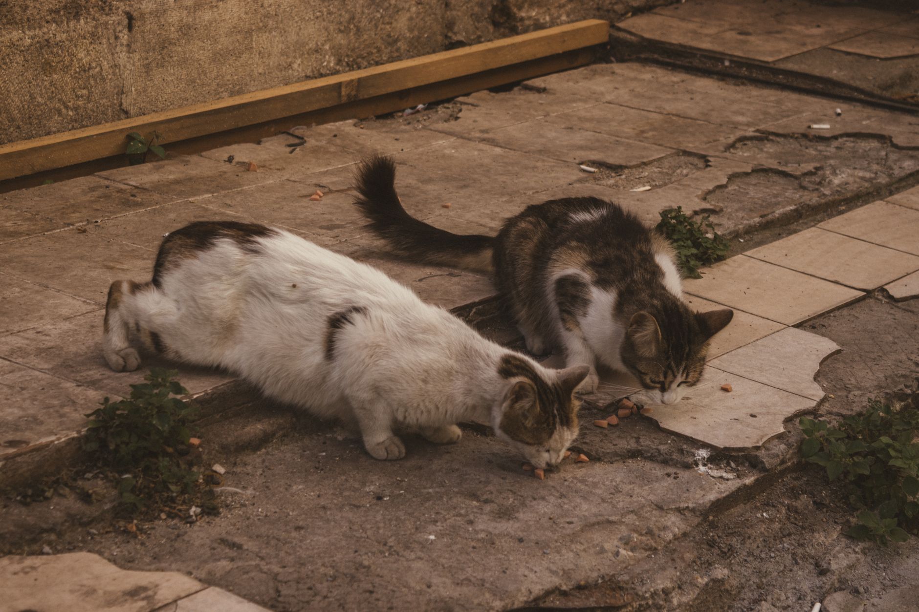 Two cats eating on the ground, one white with brown patches and one grey and white.
