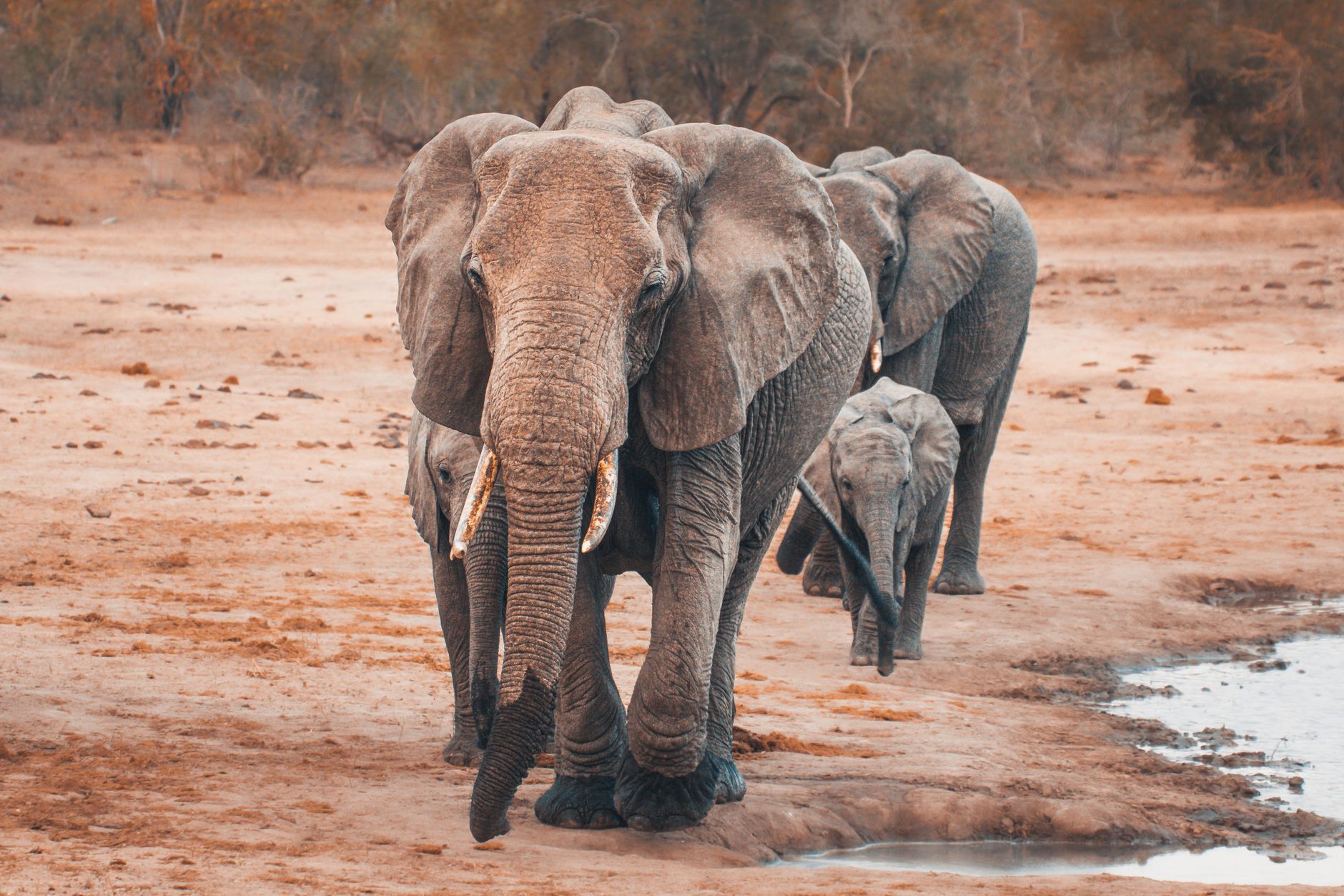 A group of elephants walking towards the camera near a water source in a dry landscape.