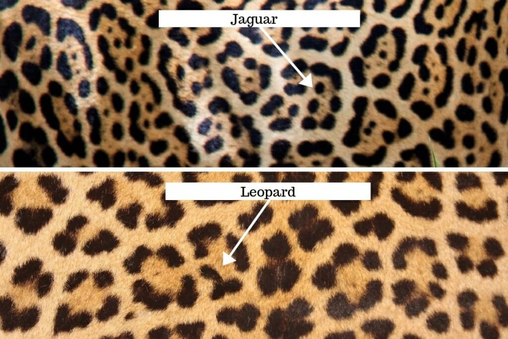 A comparison of jaguar and leopard fur patterns, showing distinct differences in the shape and arrangement of spots. The top section labeled 'Jaguar' features interspersed rosettes and spots, while the bottom section labeled 'Leopard' displays more solid rosettes.