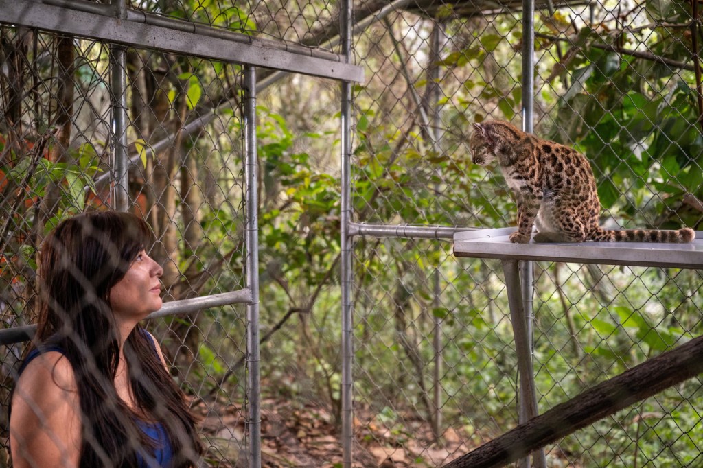 A woman inside a wildlife enclosure gazes at a small, spotted cat perched on a platform, surrounded by greenery and a chain-link fence.