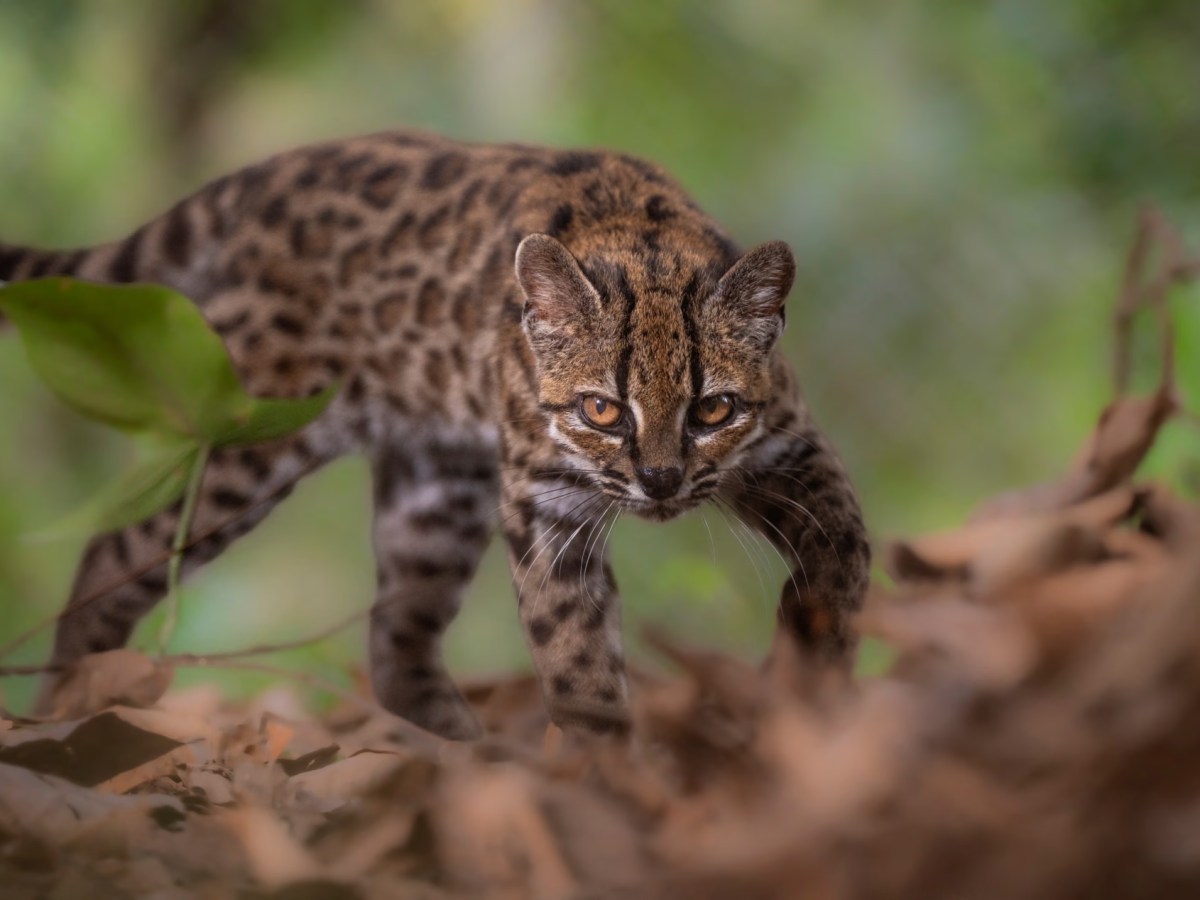 A New Species Of Cat Has Been Identified For The First Time In A&nbsp;Century