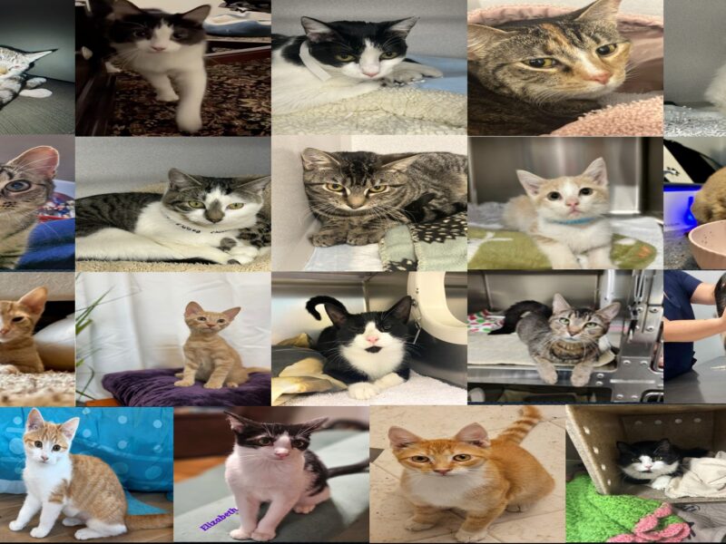 Collage of various cats in different poses and settings, showcasing their distinct features and expressions.