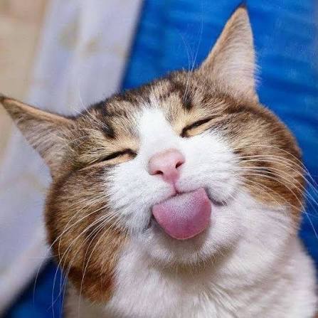 A happy cat sticking out its tongue with closed eyes, sitting against a blue background.