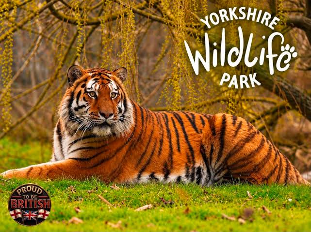 A magnificent tiger resting on green grass, with a background of trees and a logo for Yorkshire Wildlife Park in the corner.