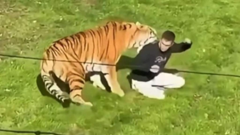 A person kneels on grass while interacting with a large tiger in a natural setting.