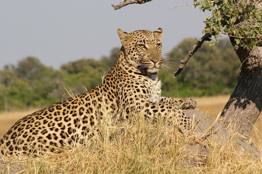 A leopard lounging on a rock surrounded by grass and trees in a natural habitat.