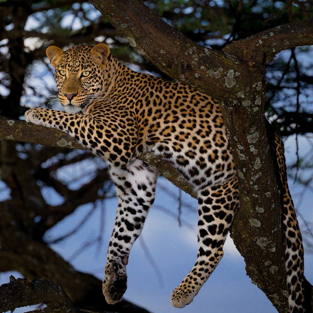 A leopard resting on a tree branch, looking alert with its head turned slightly.