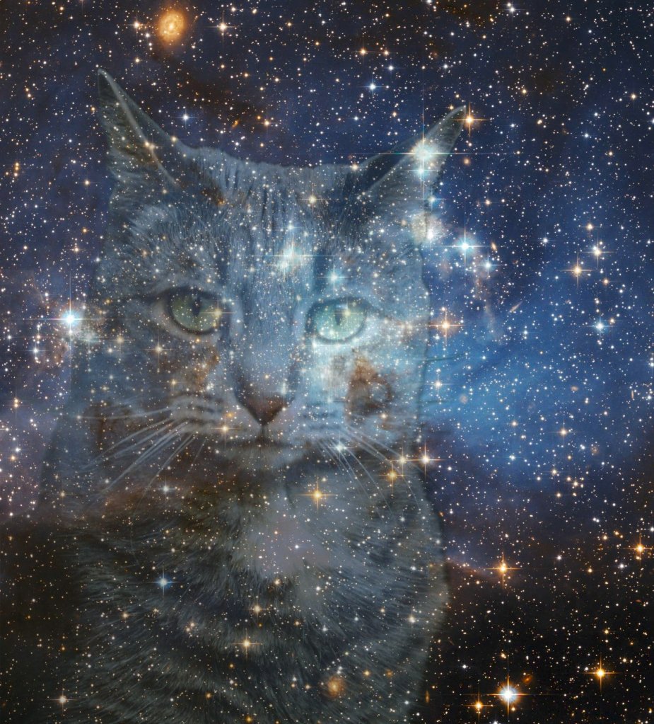 A cat's face superimposed over a starry galaxy background, featuring bright stars and a deep space aesthetic.