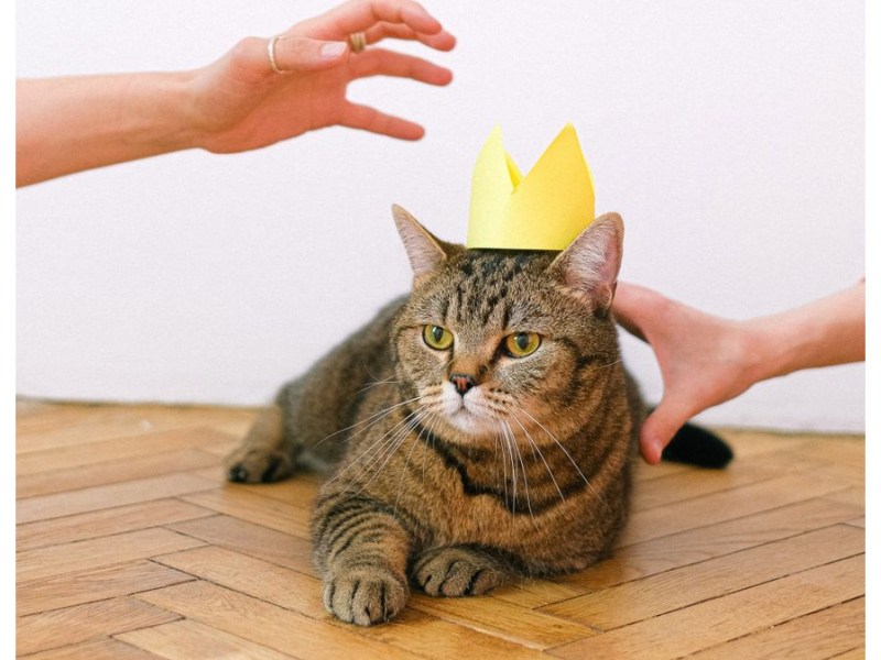 For The First Time, Americans Are Adopting More Kittens Than&nbsp;Puppies