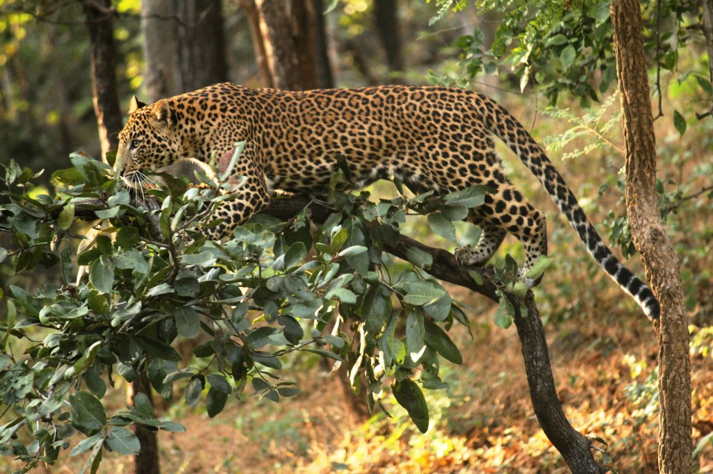 A leopard gracefully perched on a thick branch of a tree, surrounded by lush green leaves and a natural forest backdrop.
