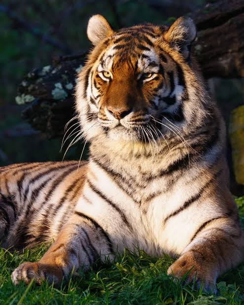 A close-up of a tiger resting on the grass, showcasing its distinctive orange and black stripes, with a focused gaze.