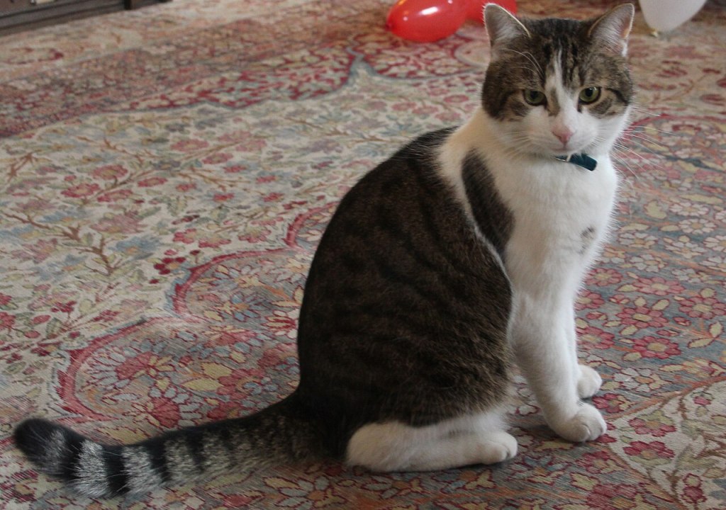 A striped cat sitting on a colorful patterned rug, looking towards the viewer.