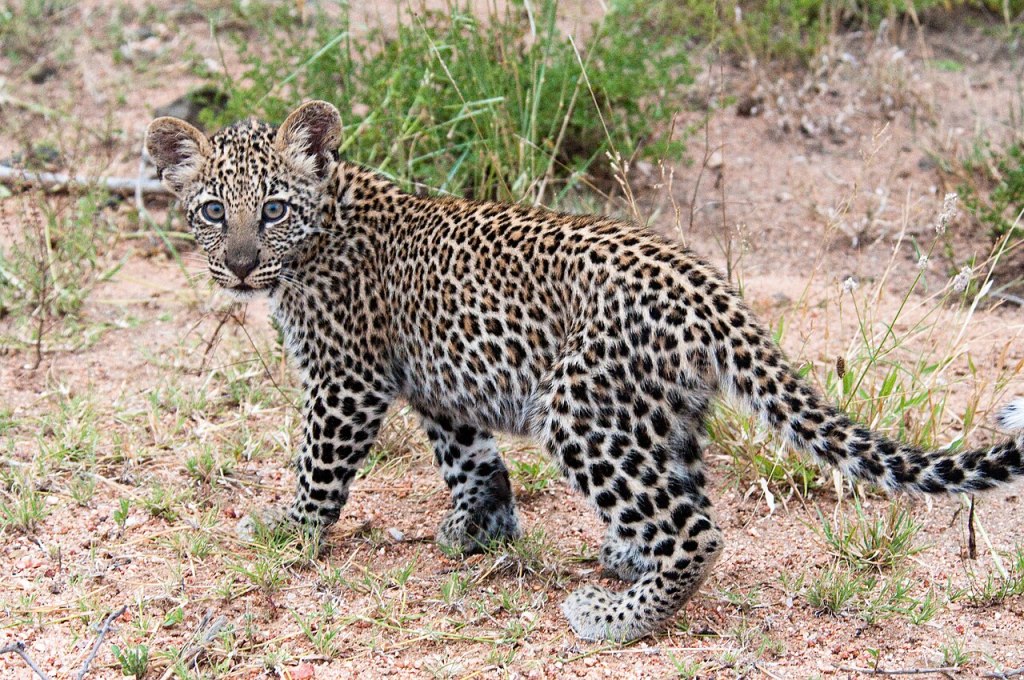 A young leopard cub standing on the sandy ground surrounded by green grass, looking curiously at the camera.
