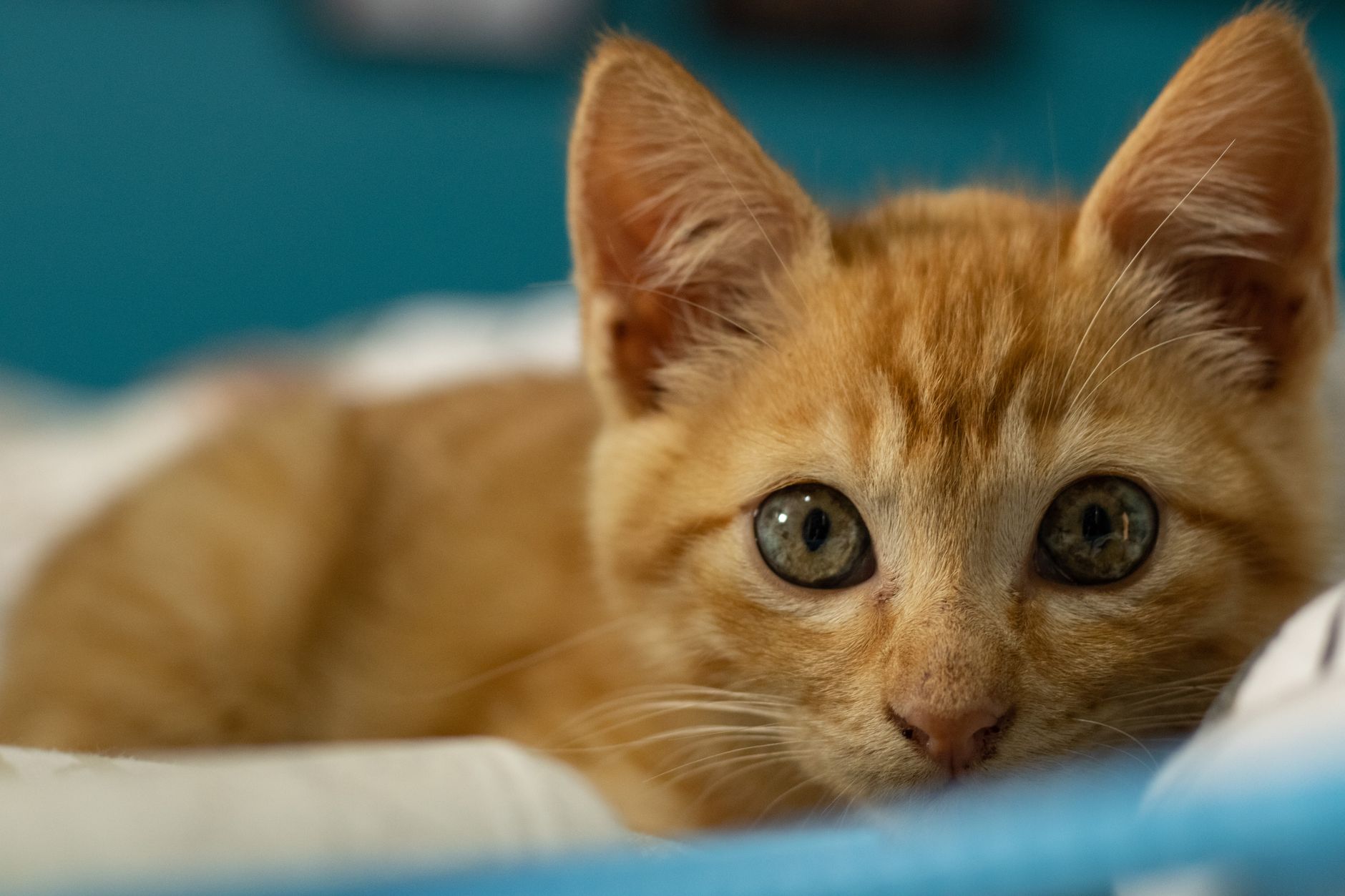 Close-up of a curious orange kitten with large, expressive eyes resting on a bed.