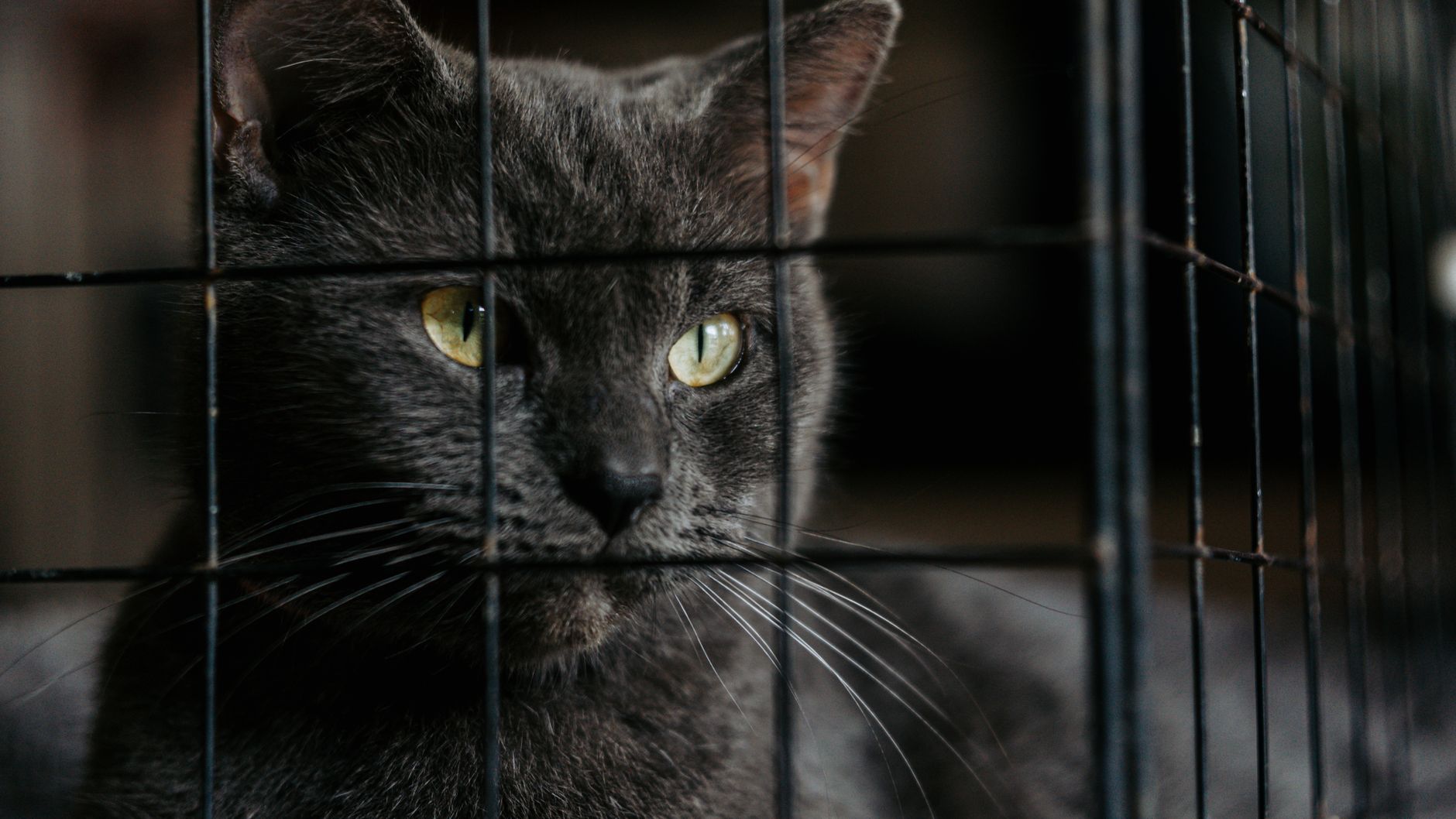 Close-up of a gray cat with striking yellow-green eyes, looking through the bars of a cage.