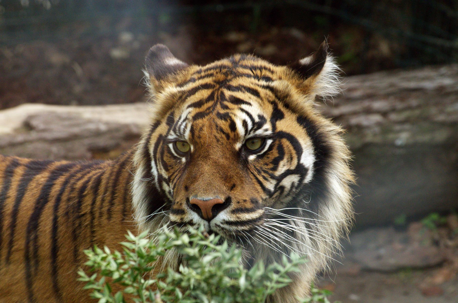 Close-up of a tiger's face with distinctive orange and black stripes, looking intently at a plant in the foreground.