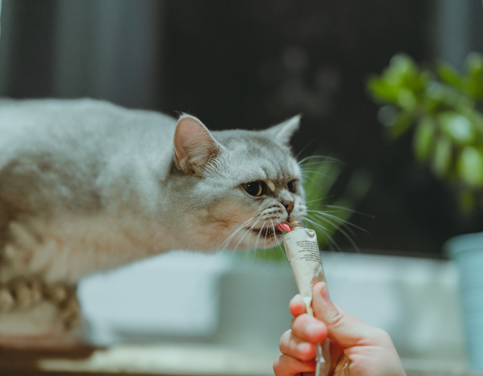 A gray cat licking a tube of pet treat held by a person.
