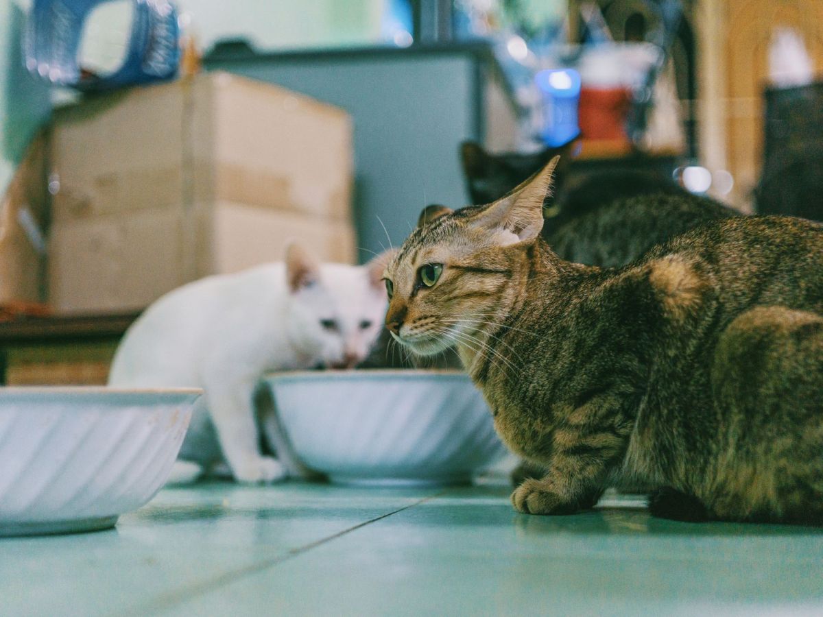 Cat Food Loaded With Carcinogens, Heavy Metals, Microplastics And Herbicides, Investigation&nbsp;Finds
